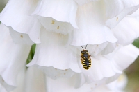 grote wolbij (Anthidium manicatum) 6-2019 9706